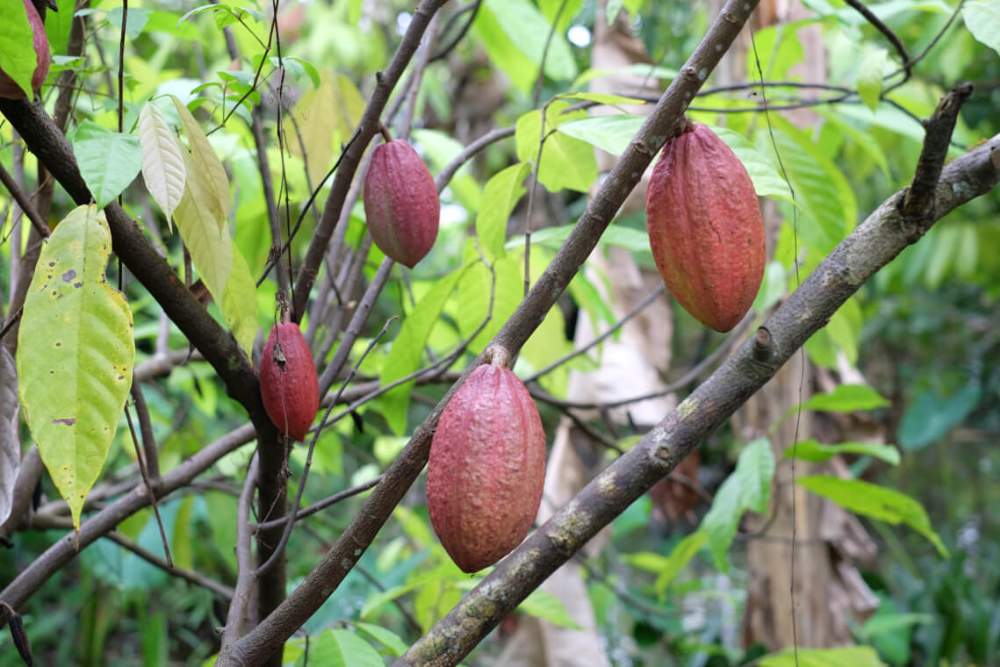 Cabosses de cacao mûres sur les arbres du jardin de cacao de Muoi Cuong à Can Tho